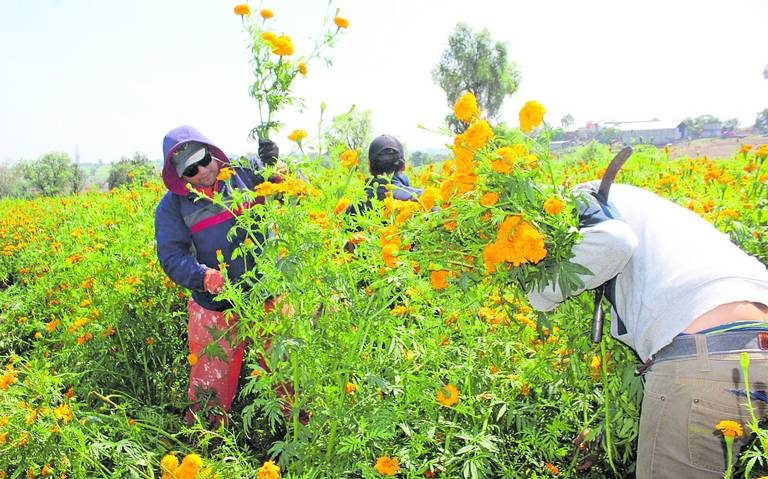 Comienza venta de cempasúchil - El Sol de Hidalgo | Noticias Locales,  Policiacas, sobre México, Hidalgo y el Mundo