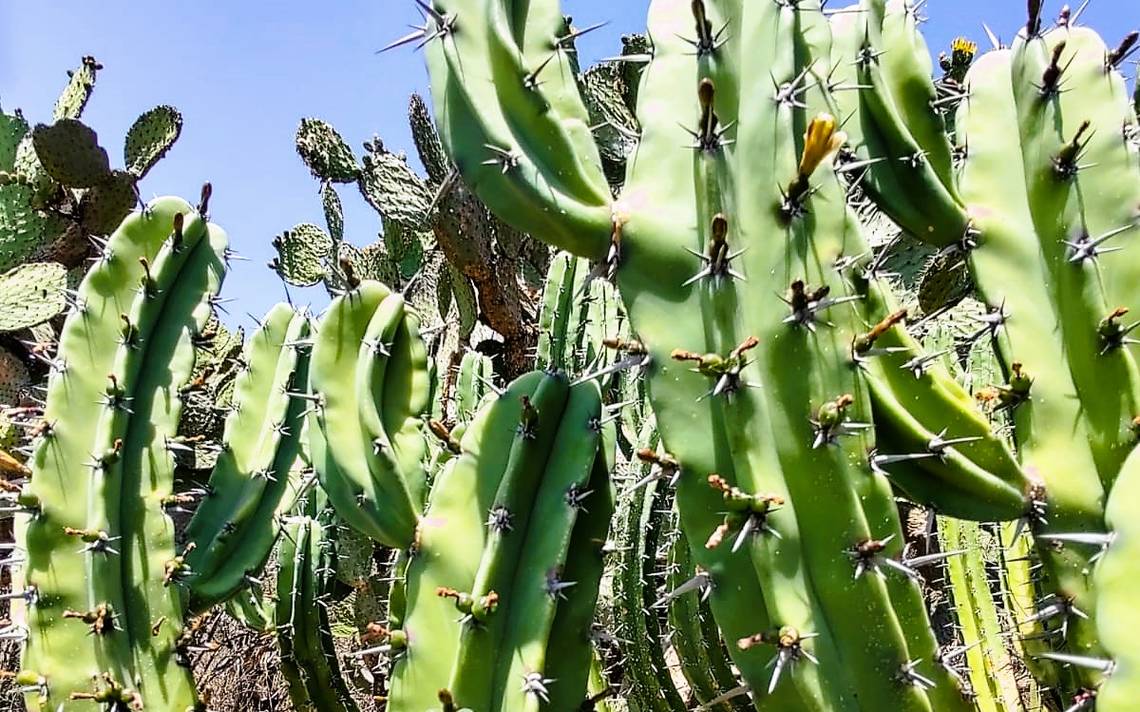 Flora endémica, en peligro de extinción - El Sol de Hidalgo | Noticias  Locales, Policiacas, sobre México, Hidalgo y el Mundo