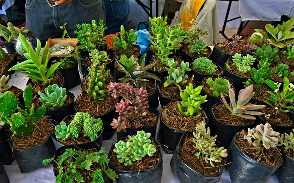 Las plantas exóticas afectan a endémicas - El Sol de Hidalgo | Noticias  Locales, Policiacas, sobre México, Hidalgo y el Mundo