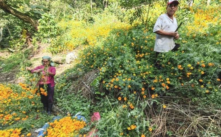 Heredan cuidado del cempasúchil - El Sol de Hidalgo | Noticias Locales,  Policiacas, sobre México, Hidalgo y el Mundo