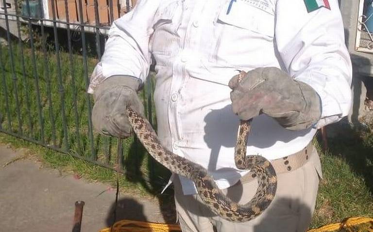 Salió a tender la ropa y se encontró una serpiente Cincuate - El Sol de  Hidalgo | Noticias Locales, Policiacas, sobre México, Hidalgo y el Mundo