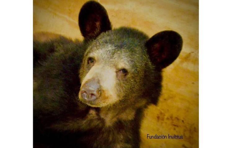 oso cuidado del sol