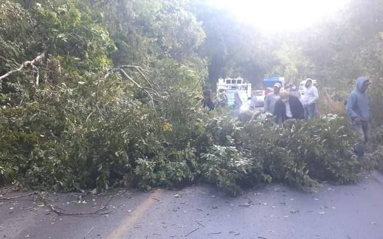 Los árboles cierran paso en carretera - El Sol de Hidalgo | Noticias  Locales, Policiacas, sobre México, Hidalgo y el Mundo