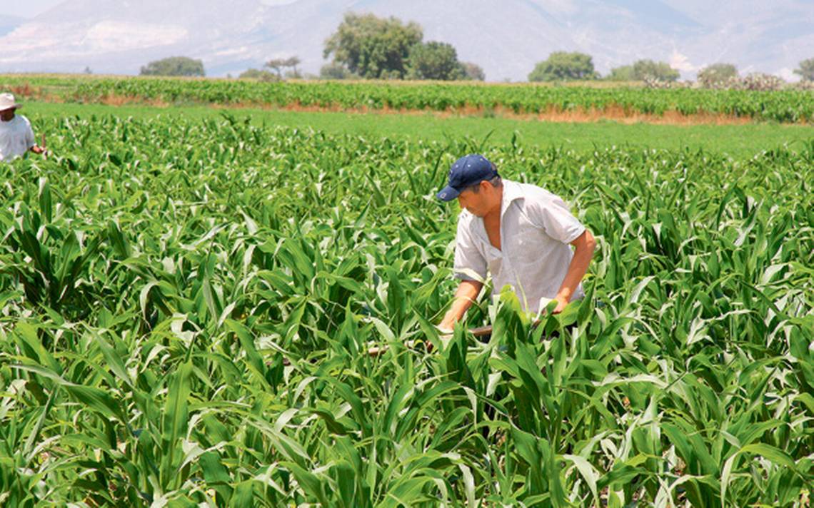 Un buen año en la producción de maíz: SAGARPA - El Sol de Hidalgo