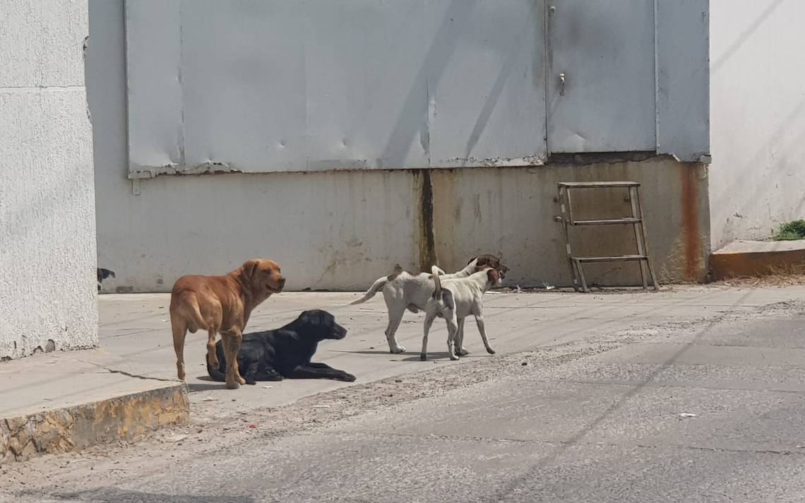 Lanza Campaña De Apadrinamiento De Esterilizaciones De Perros