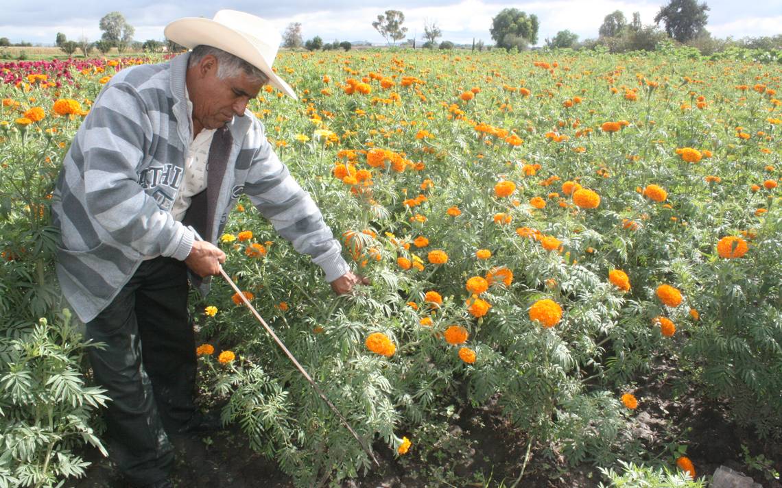 Cuidan los cultivos de cempasúchil - El Sol de Hidalgo | Noticias Locales,  Policiacas, sobre México, Hidalgo y el Mundo