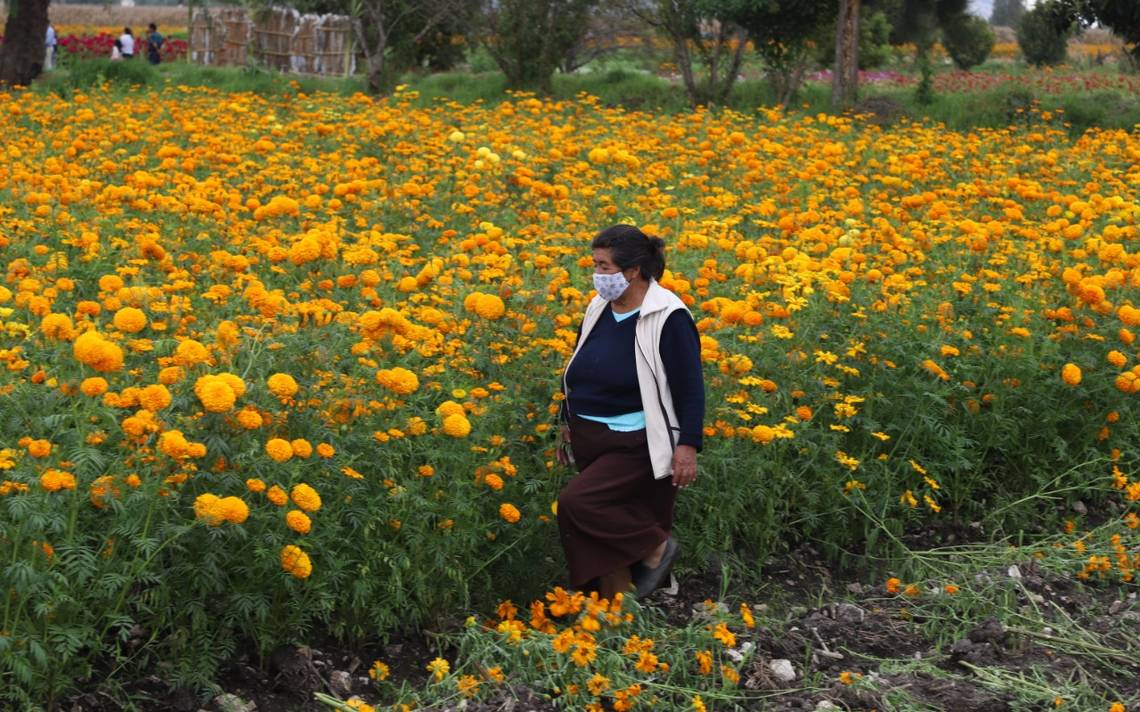 Amenaza cempasúchil chino a la flor nativa - El Sol de Hidalgo | Noticias  Locales, Policiacas, sobre México, Hidalgo y el Mundo