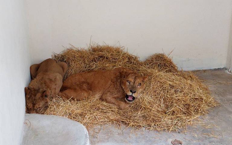 Llegaron a Tizayuca dos leones que fueron rescatados - El Sol de Hidalgo |  Noticias Locales, Policiacas, sobre México, Hidalgo y el Mundo