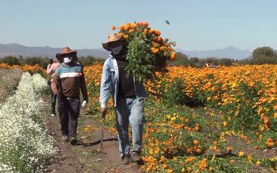 Campesinos ya venden las flores de cempasúchil - El Sol de Hidalgo |  Noticias Locales, Policiacas, sobre México, Hidalgo y el Mundo