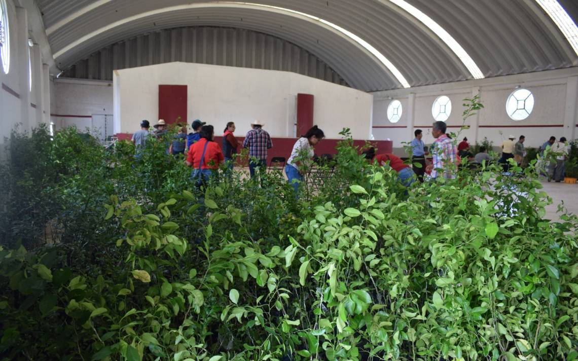 Le apuestan a la productividad de árboles frutales - El Sol de Hidalgo |  Noticias Locales, Policiacas, sobre México, Hidalgo y el Mundo