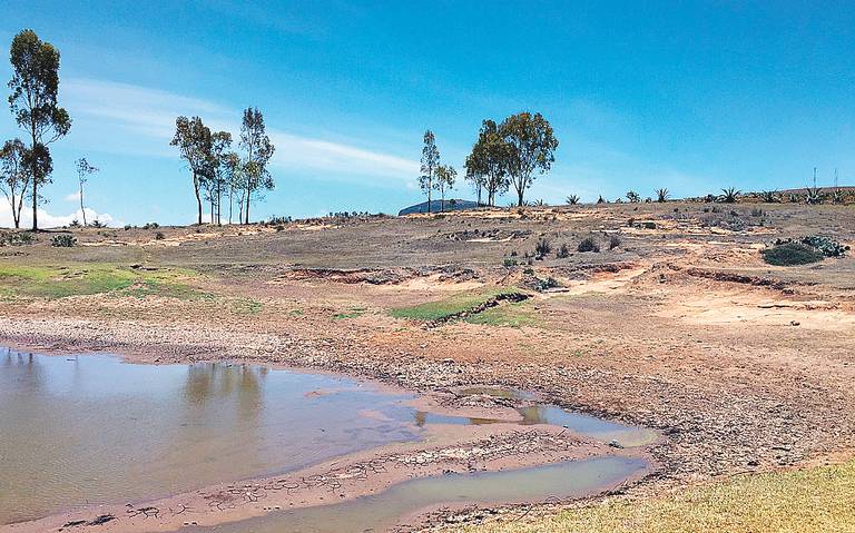 Barbacoa acaba con los árboles - El Sol de Hidalgo | Noticias Locales,  Policiacas, sobre México, Hidalgo y el Mundo