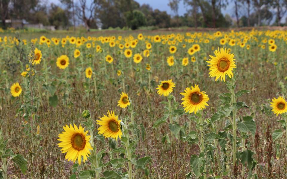 Buscan más alternativas de cultivo - El Sol de Hidalgo | Noticias Locales,  Policiacas, sobre México, Hidalgo y el Mundo