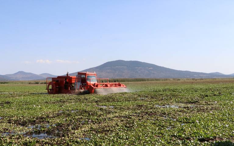 Eliminan lirio acuático en Laguna de Tecocomulco - El Sol de Hidalgo |  Noticias Locales, Policiacas, sobre México, Hidalgo y el Mundo