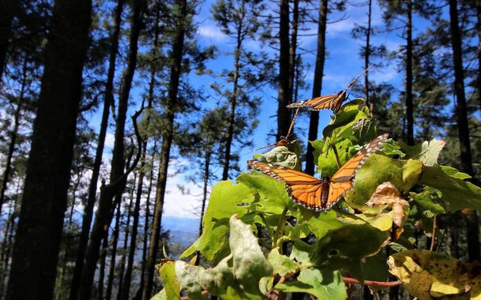 Conoces el camino de las mariposas monarcas en Hidalgo? - El Sol de Hidalgo  | Noticias Locales, Policiacas, sobre México, Hidalgo y el Mundo