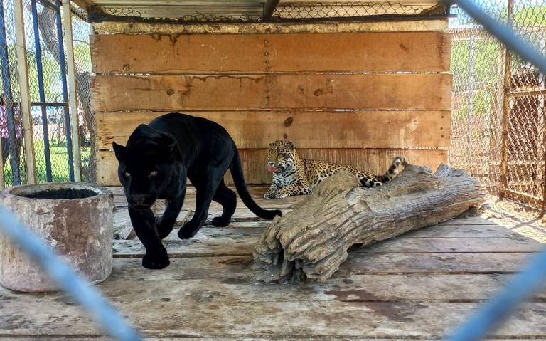 Decomisan fauna silvestre en domicilio de Jalisco - El Sol de Hidalgo |  Noticias Locales, Policiacas, sobre México, Hidalgo y el Mundo